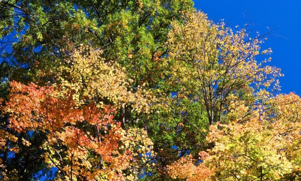 Maple leaves turning gold, orange, and red against a blue sky, showing peak fall foliage near Bloomington, IL. Maple leaves turning gold, orange, and red against a blue sky, showing peak fall foliage near Bloomington, IL.