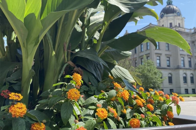 A vibrant display of orange flowers and lush green leaves in a planter, with a historic building in the background.
