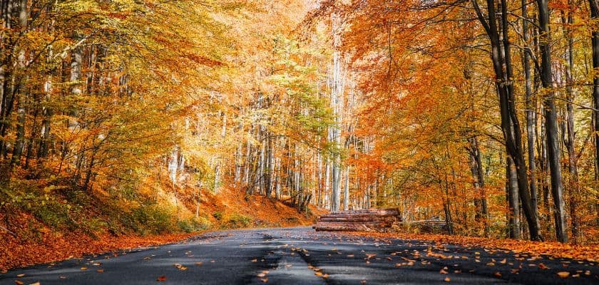 A quiet road curving through orange and gold trees on a scenic fall drive near Bloomington, IL.
