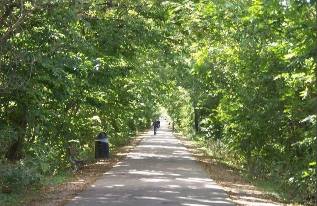 A tree-lined pathway with a person walking in the distance. A tree-lined pathway with a person walking in the distance.