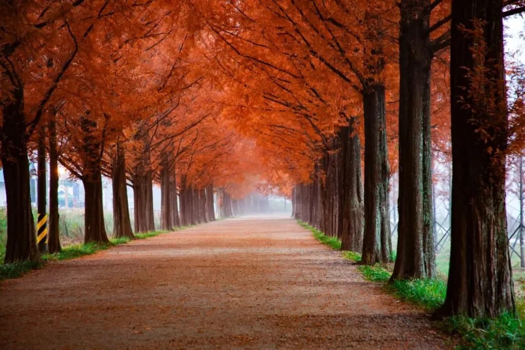 A tranquil path lined with vibrant red trees beneath a misty sky. A tranquil path lined with vibrant red trees beneath a misty sky.