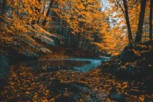 A serene forest scene with vibrant orange leaves reflecting on a calm river.