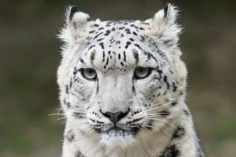 Close-up of a snow leopard's face with piercing eyes and distinctive fur markings.
