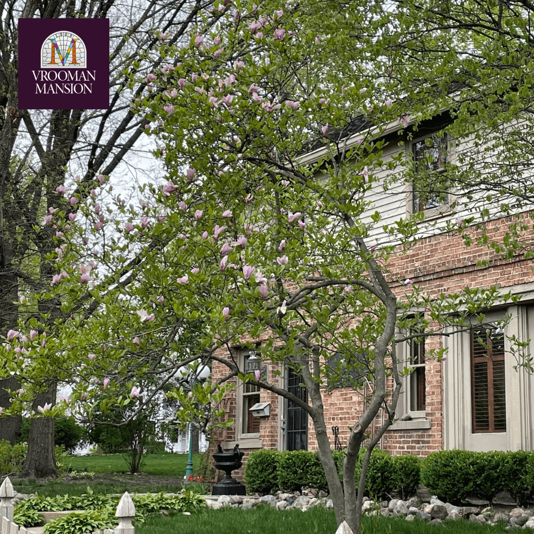 A blooming magnolia tree stands in front of a brick mansion with windows framed by greenery. A blooming magnolia tree stands in front of a brick mansion with windows framed by greenery.