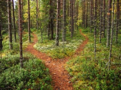 A forked path in a lush forest surrounded by tall trees.