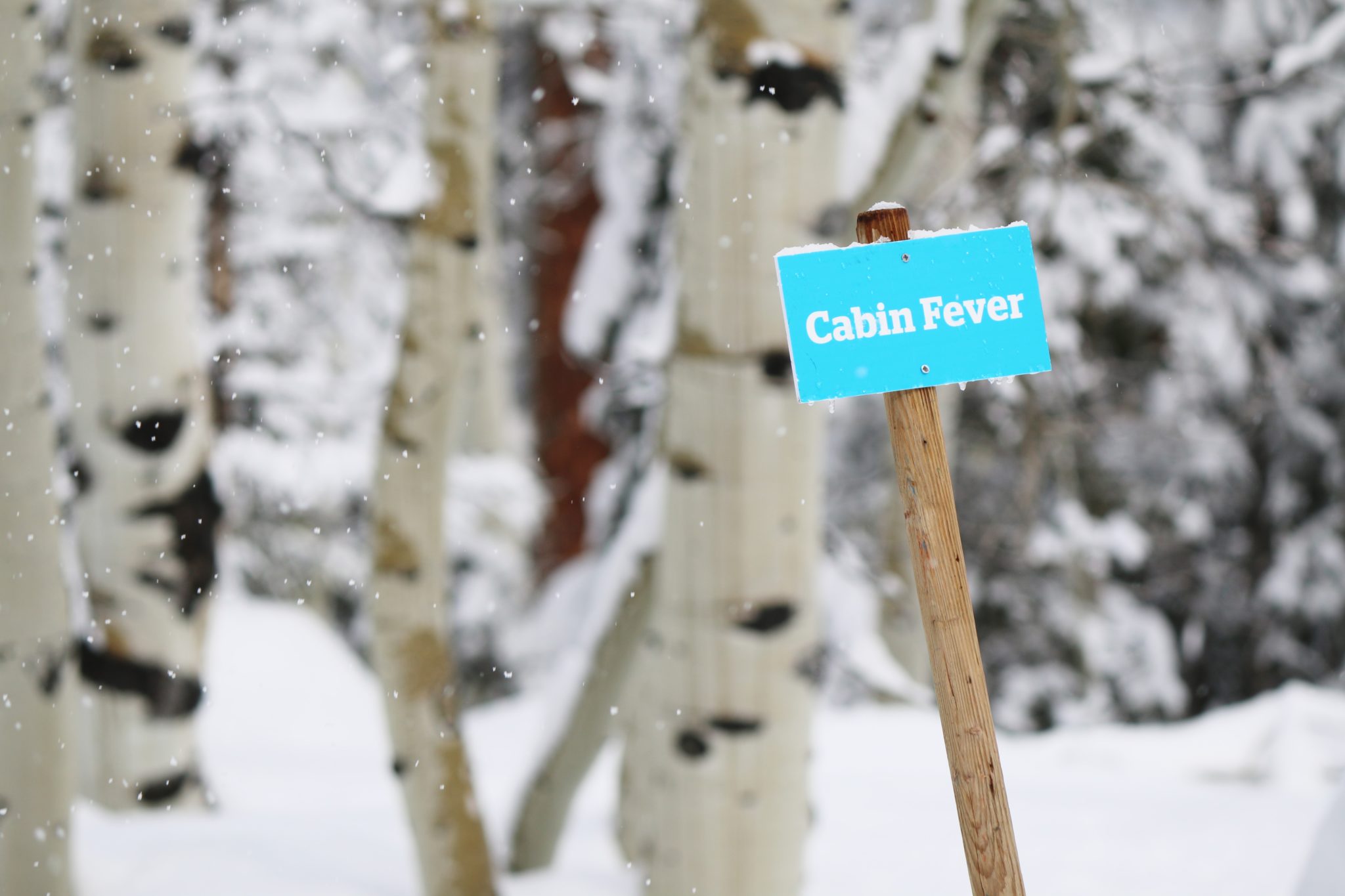 White tree trunks in the snow with a blue sign says Cabin Fever.
